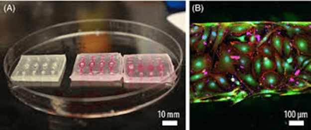 Flexdym Cell Culture Device (Salmon et al.,2020)