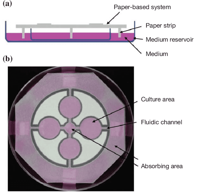 Four Methods of 3D Cell Culture - paper-based | Eden Tech