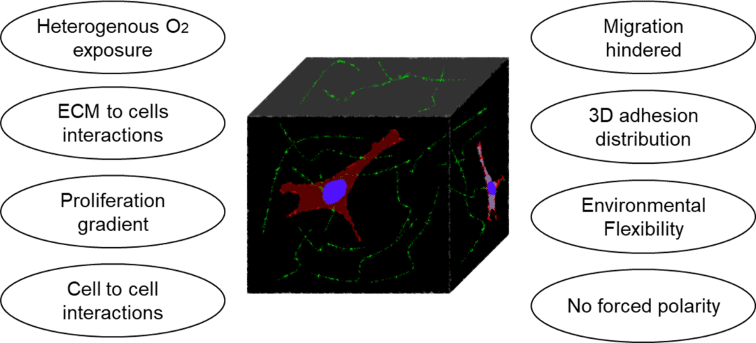 Four Methods of 3D Cell Culture - parameter acquisition | Eden Tech