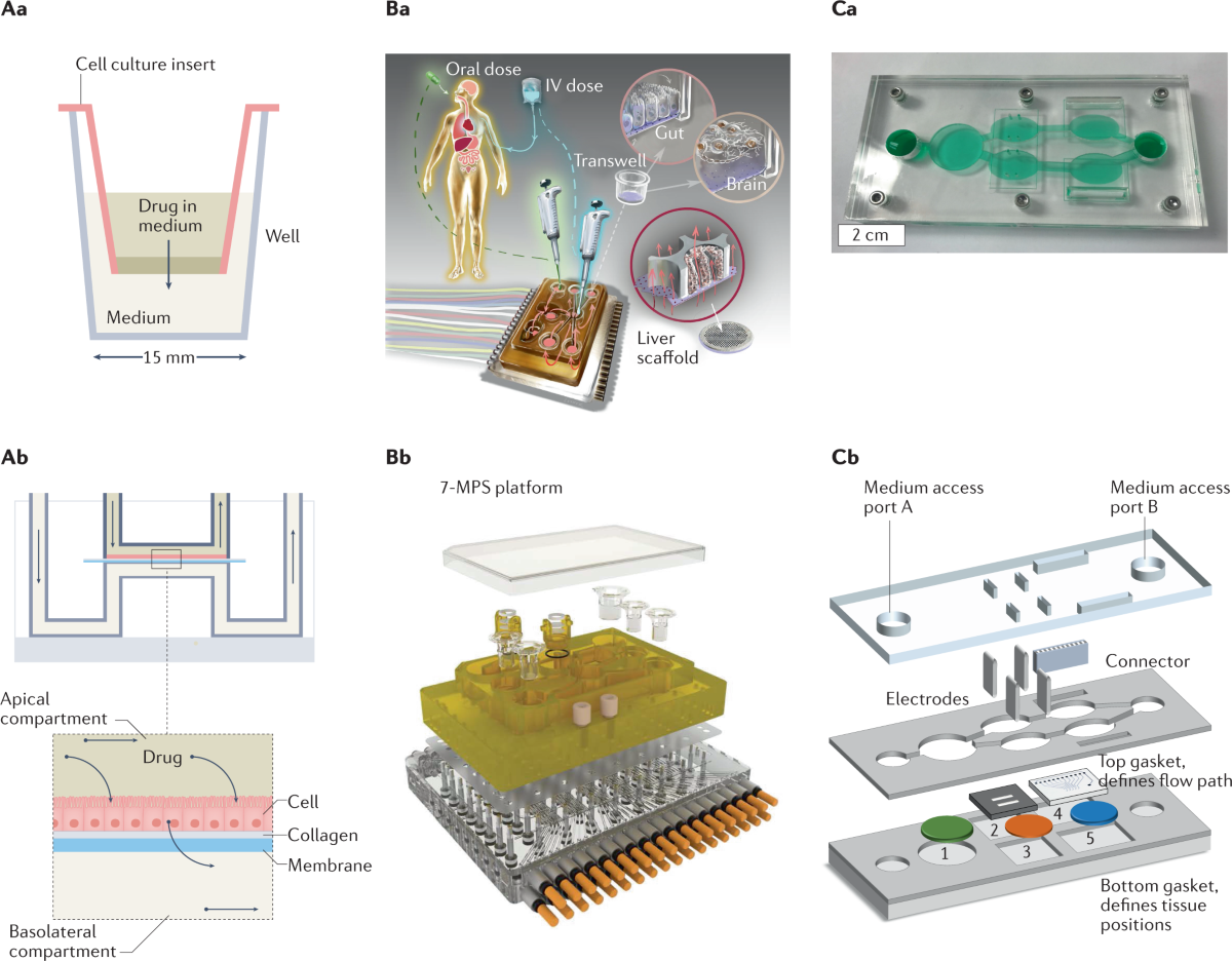 Organ-on-chip model with electrodes