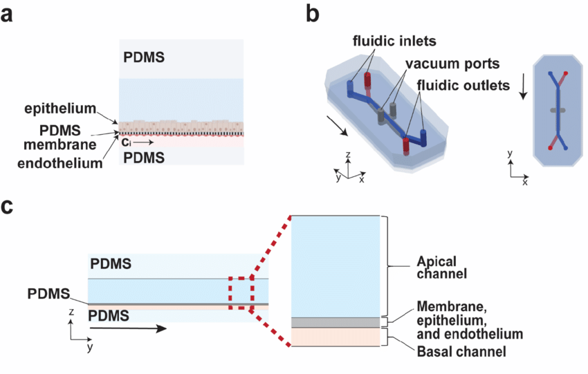 Organ-on-Chip cross-sectional schematic showing dual microchannels and membrane