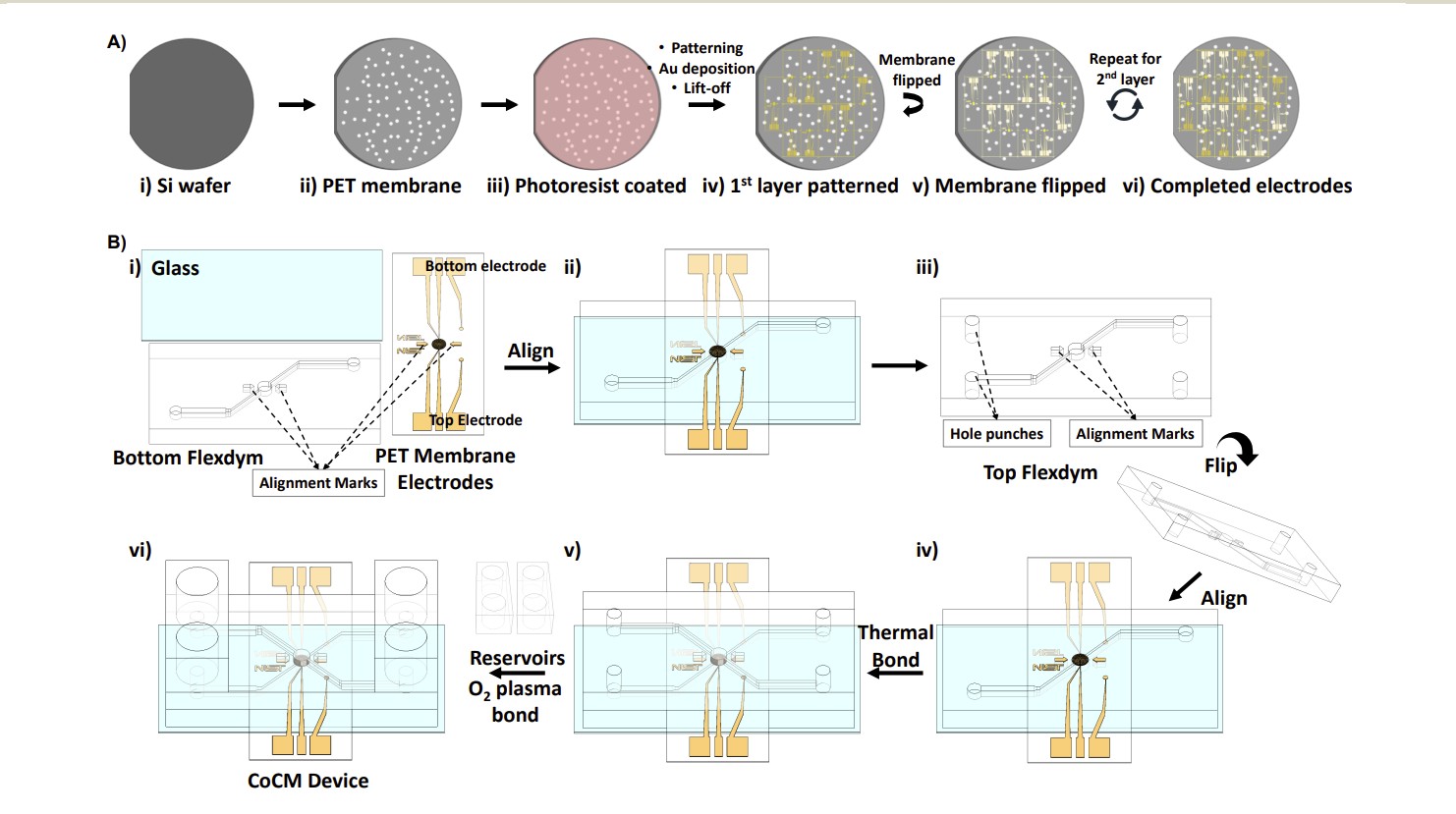 Concept diagram of the CoCM device: lateral cross-section showing top/bottom chambers, porous PET membrane with electrodes on both sides, and cell migration direction