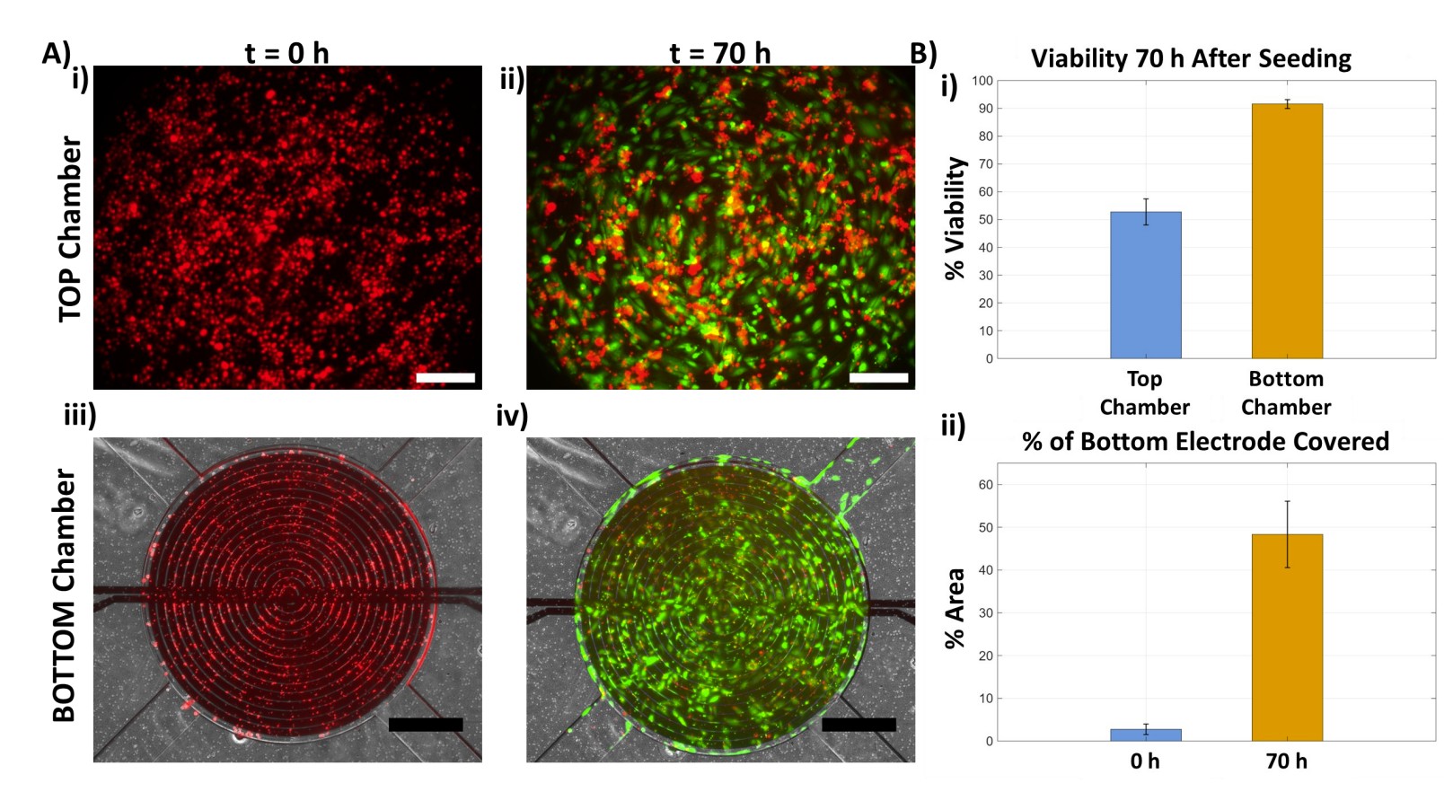 CoCM index plots: (A) Full 70h traces for top and bottom chambers, (B) zoomed view from 10h+, (C) symmetrical trends at 40h+, (D) fluorescence image comparison before 40h and after 45h